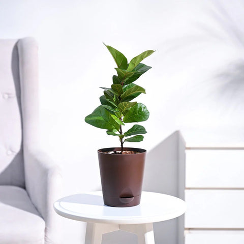 Fiddle Leaf Fig - Bambino