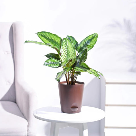 Calathea Pinstripe