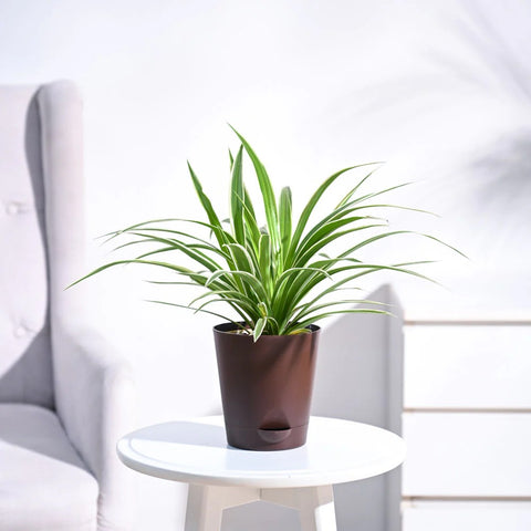 Chlorophytum Spider Plant - Reverse