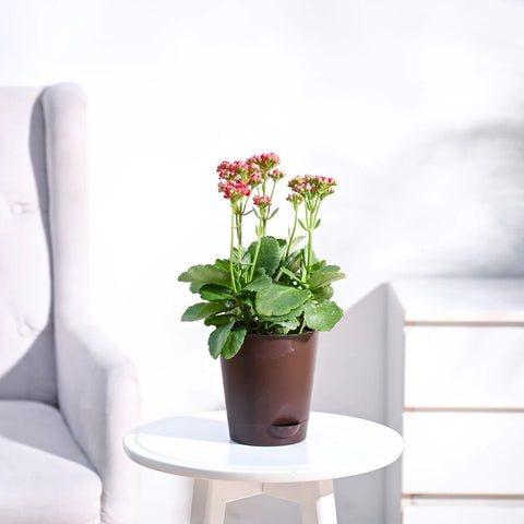 Kalanchoe - Pink