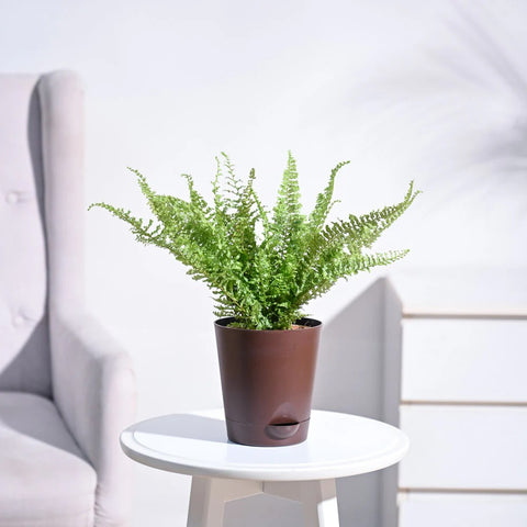 Fern Fluffy Ruffle