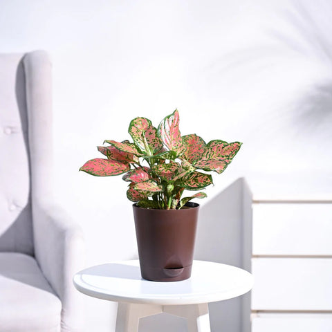 Aglaonema Pink Beauty