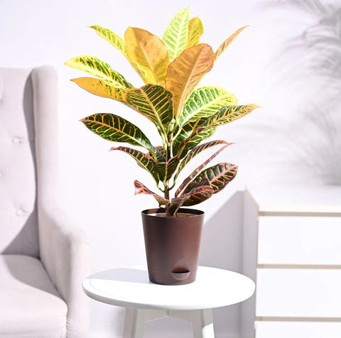 Croton Petra
