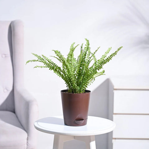 Button Fern