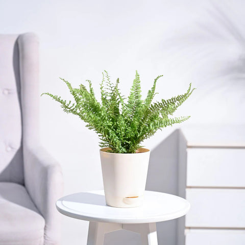 Fern Fluffy Ruffle