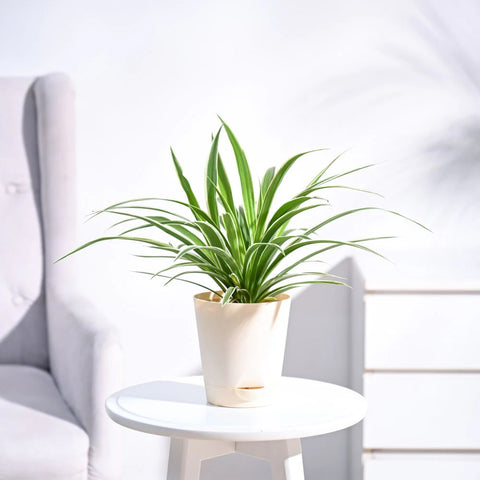 Chlorophytum Spider Plant - Reverse
