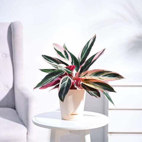 Stromanthe Triostar