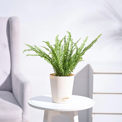 Button Fern