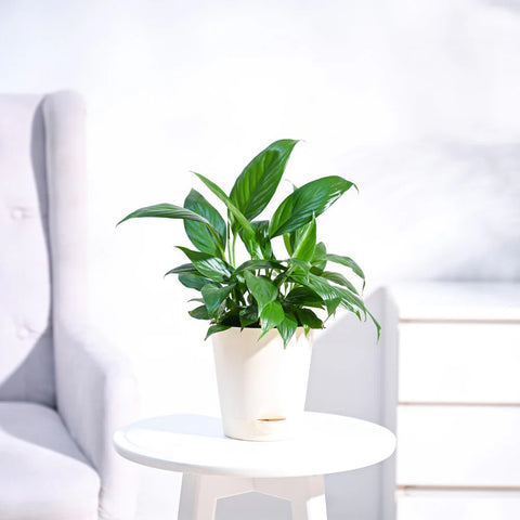 Peace Lily