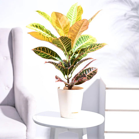 Croton Petra