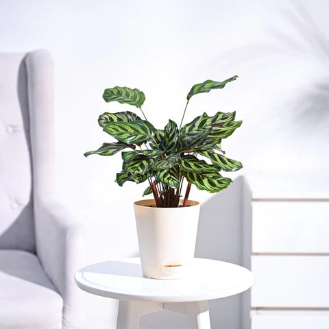 Calathea Makoyana