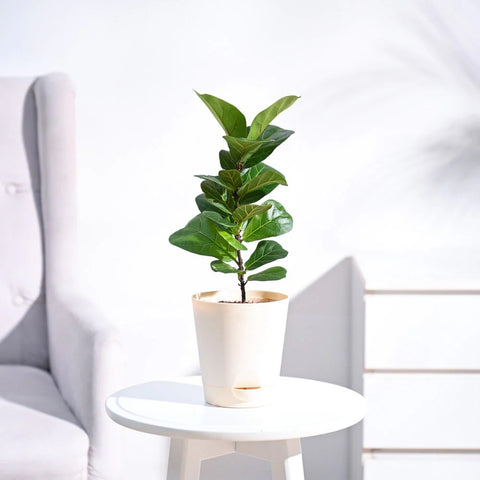 Fiddle Leaf Fig - Bambino