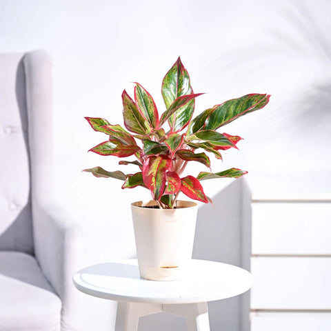Aglaonema Siam Aurora