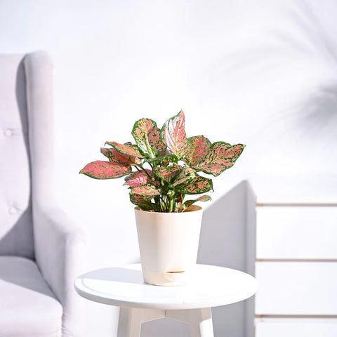 Aglaonema Pink Beauty