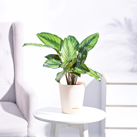 Calathea Pinstripe