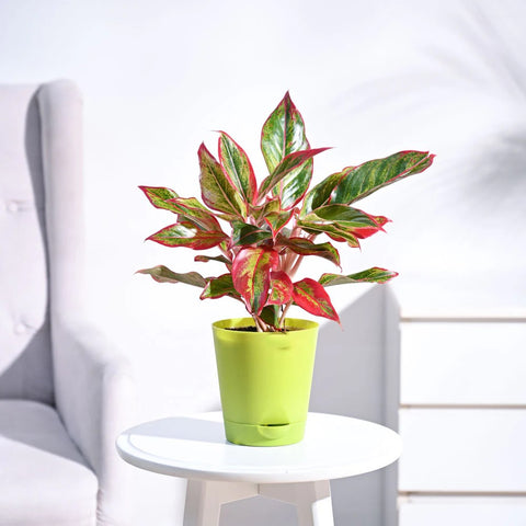 Aglaonema Siam Aurora