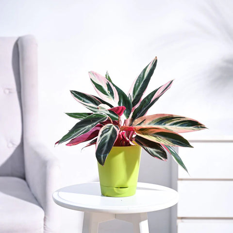 Stromanthe Triostar