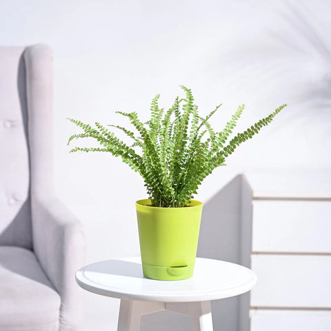 Button Fern