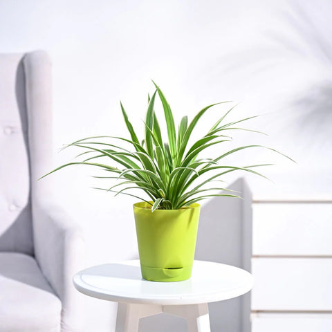 Chlorophytum Spider Plant - Reverse