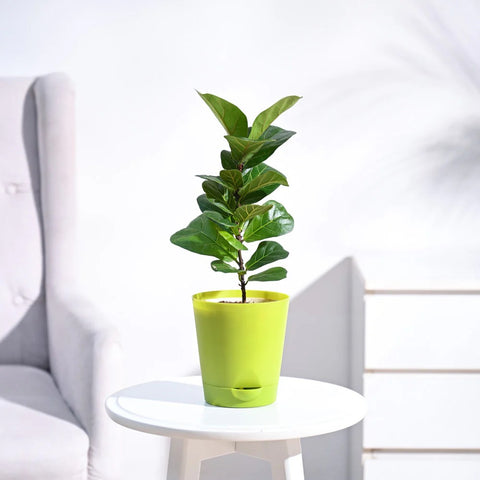 Fiddle Leaf Fig - Bambino
