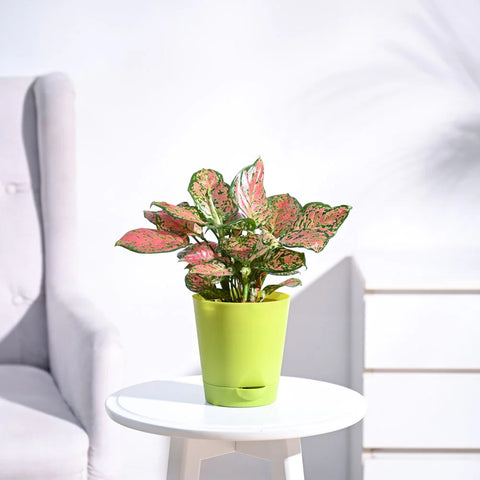 Aglaonema Pink Beauty