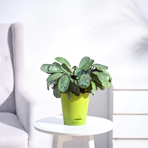 Calathea Burle Marxi