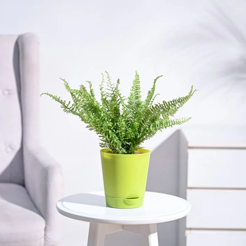 Fern Fluffy Ruffle
