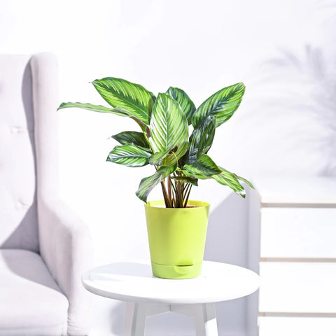 Calathea Pinstripe