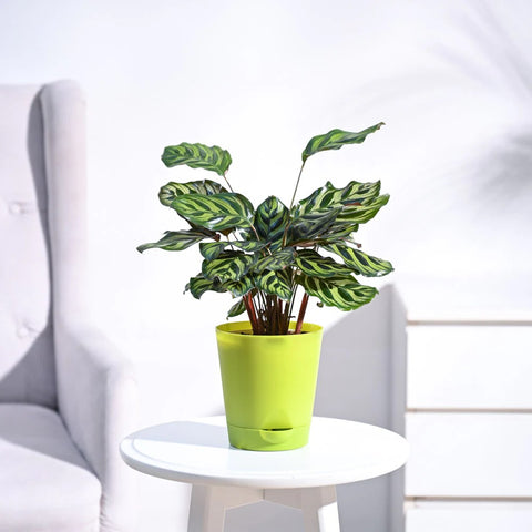 Calathea Makoyana