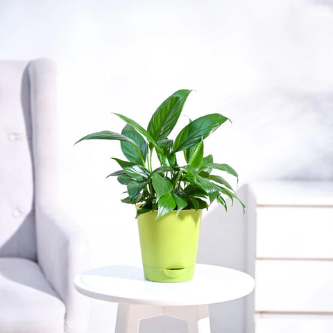 Peace Lily