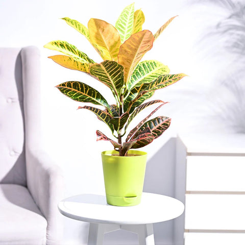 Croton Petra