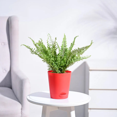 Fern Fluffy Ruffle