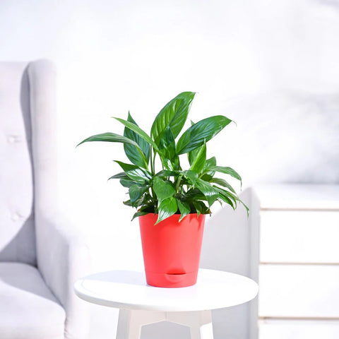 Peace Lily