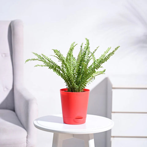 Button Fern