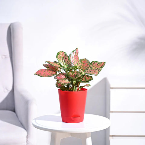 Aglaonema Pink Beauty