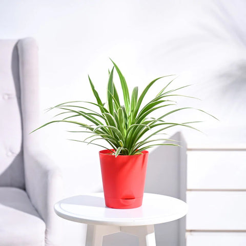 Chlorophytum Spider Plant - Reverse