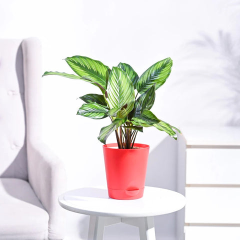 Calathea Pinstripe