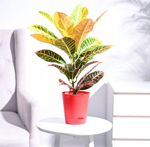 Croton Petra
