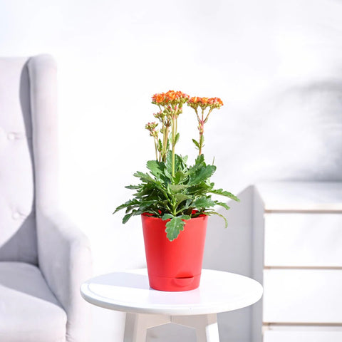 Kalanchoe Orange