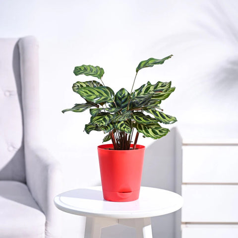 Calathea Makoyana