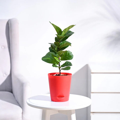 Fiddle Leaf Fig - Bambino