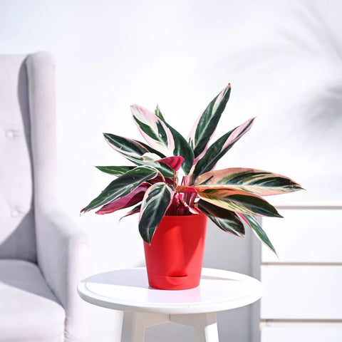 Stromanthe Triostar