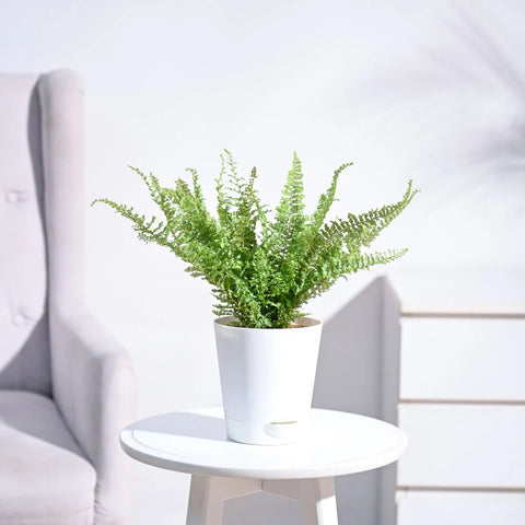Fern Fluffy Ruffle
