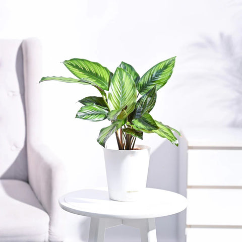 Calathea Pinstripe