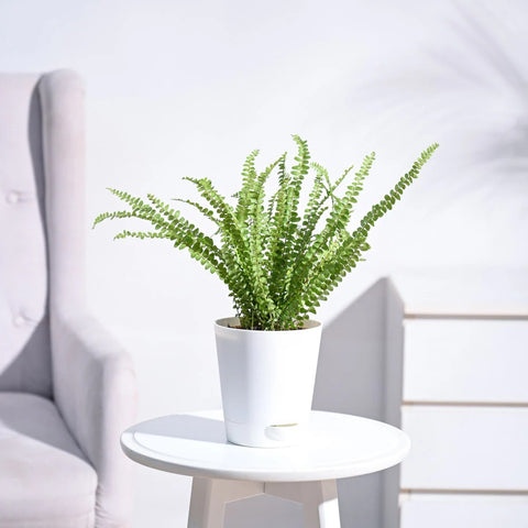 Button Fern
