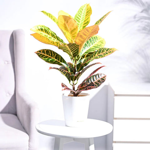 Croton Petra