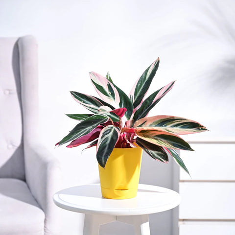 Stromanthe Triostar