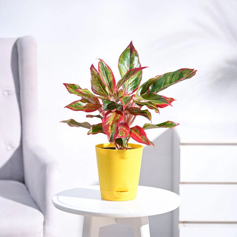 Aglaonema Siam Aurora