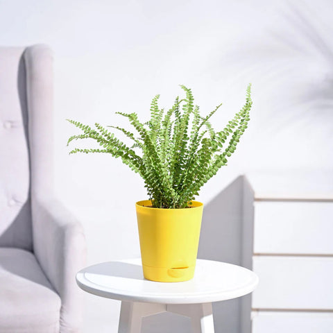 Button Fern