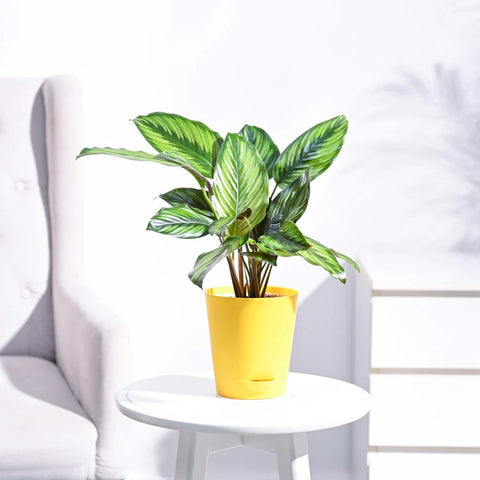Calathea Pinstripe